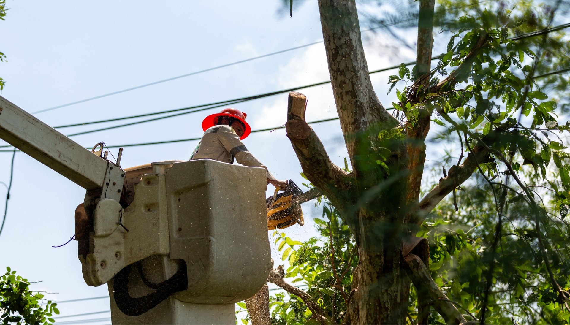 Tree care and maintenance services in Miami