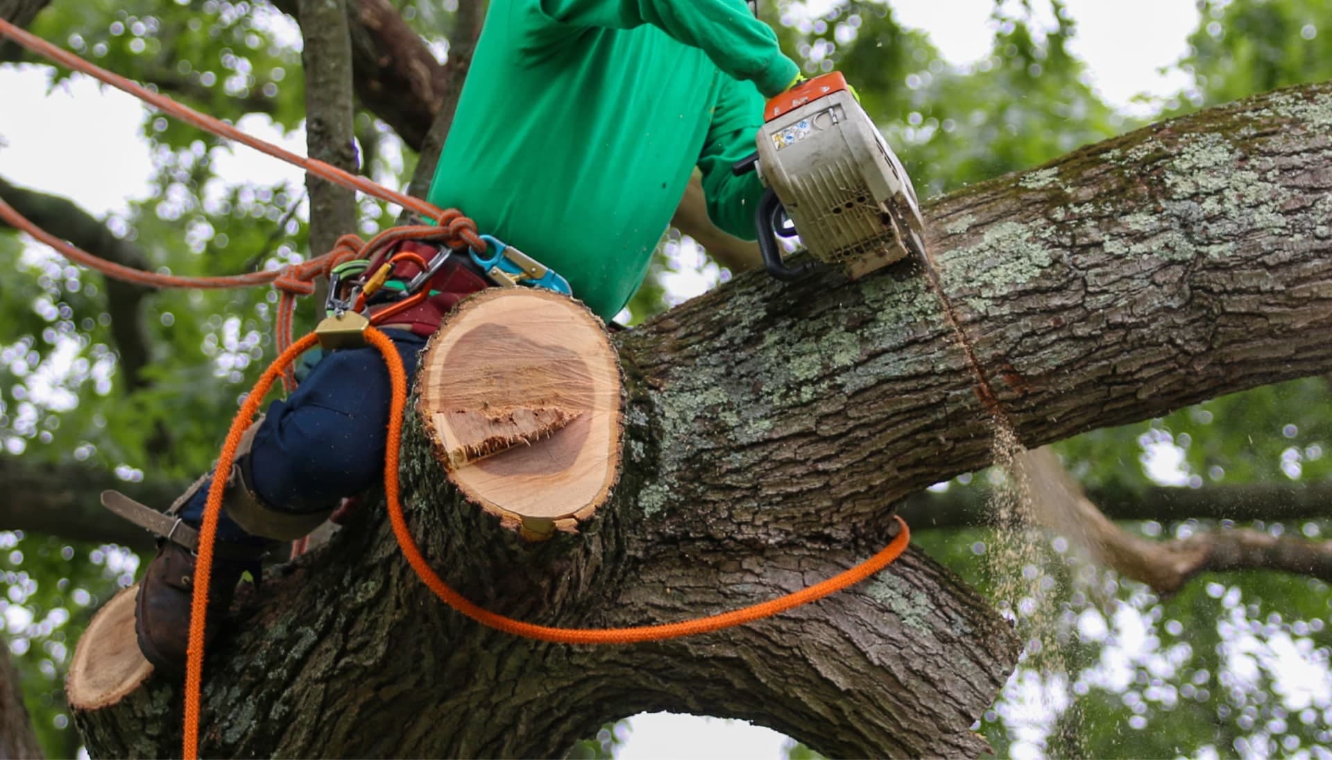 Shed your worries away with best tree removal in Miami