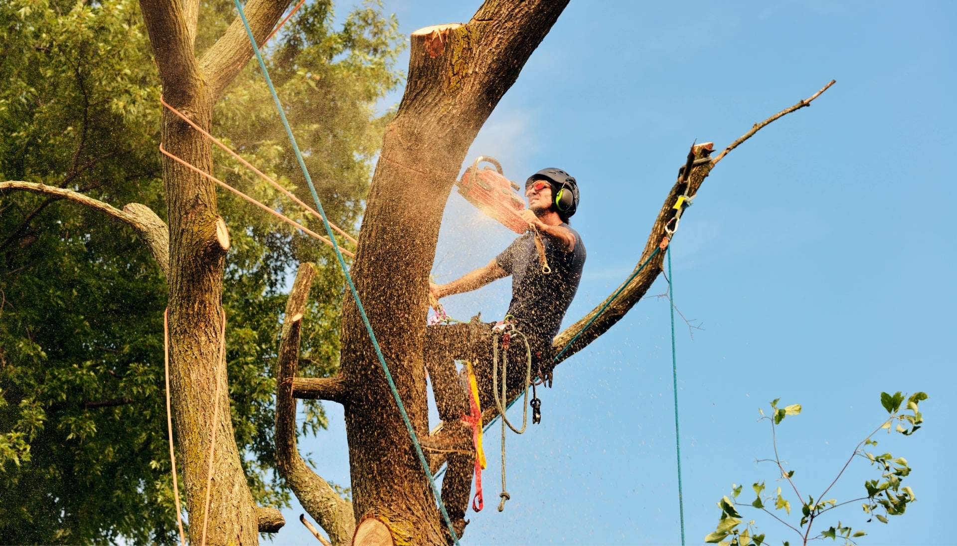 Get rid of tree problems with the expert tree removal contractors in Miami
