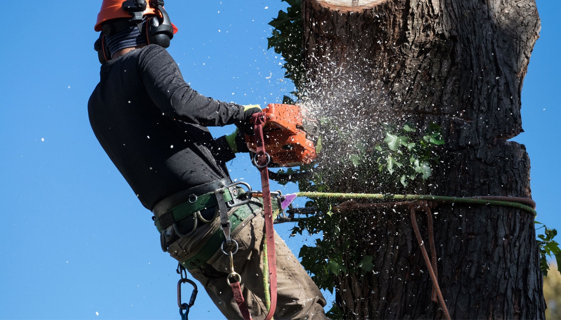 Professional Tree removal solutions in Miami